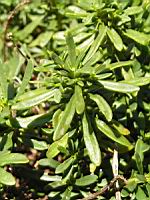 Corbeille d'argent - Iberis sempervirens 'Schneeflocke' (en Corse) (02) (Photo F. Mrugala)